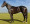 Thoroughbred horse Sandringham Summit side profile
