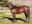 Thoroughbred horse Silvano side profile