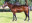 Thoroughbred horse Skitt Skizzle side profile