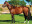 Thoroughbred horse side profile