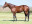 Thoroughbred horse Soqrat side profile