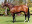Thoroughbred horse Spectrum side profile
