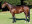 Thoroughbred horse Stagelight side profile