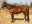 Thoroughbred horse Summa Cum Laude side profile