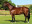 Thoroughbred horse Thomas Crown side profile