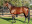 Thoroughbred horse Time Thief side profile