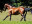 Thoroughbred horse Traffic Guard side profile