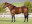 Thoroughbred horse Trippi side profile