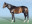 Thoroughbred horse Var side profile
