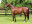Thoroughbred horse Vercingetorix side profile