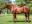 Thoroughbred horse Visionaire side profile