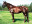 Thoroughbred horse Whitechapel side profile