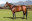 Thoroughbred horse William Longsword side profile