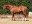 Thoroughbred horse Willow Magic side profile