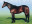 Thoroughbred horse Windrush side profile