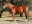 Thoroughbred horse Wings Of Desire side profile